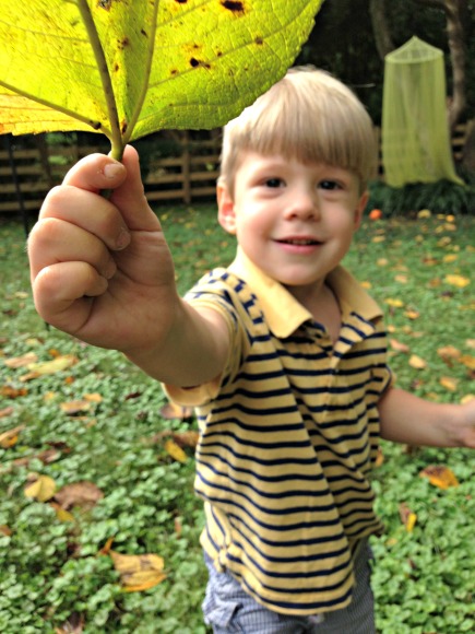 A Nature Walk for Fall - Can you find a leaf the size of your face?