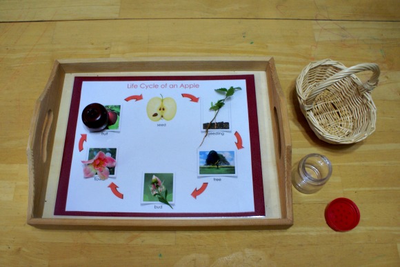 Montessori Apple Themed Activities - Life Cycle of an Apple Matching Activity