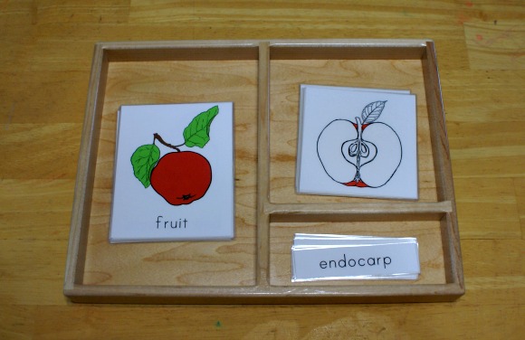 Montessori Apple Themed Activities - Parts of Fruit Three-Part Cards