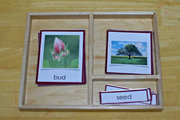 Montessori Apple Themed Activities - Life Cycle of an Apple Three-Part Cards