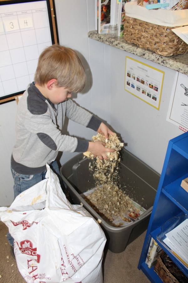 Caring for Chicks