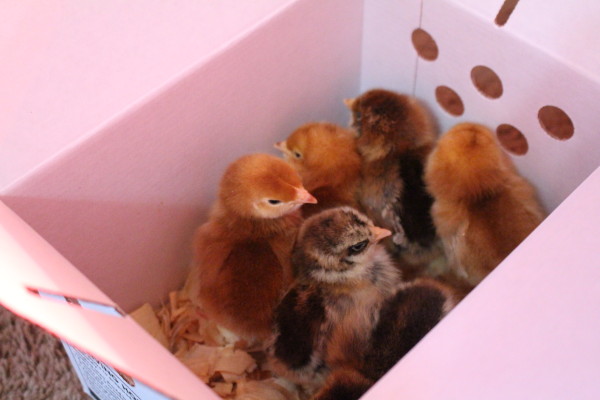 Caring for Chicks