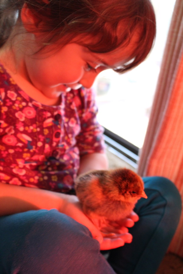 Caring for Chicks